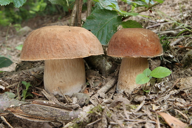 hríb dubový Boletus reticulatus Schaeff.