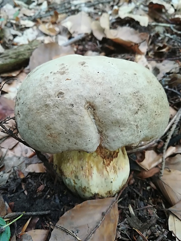 hríb Boletus sp.