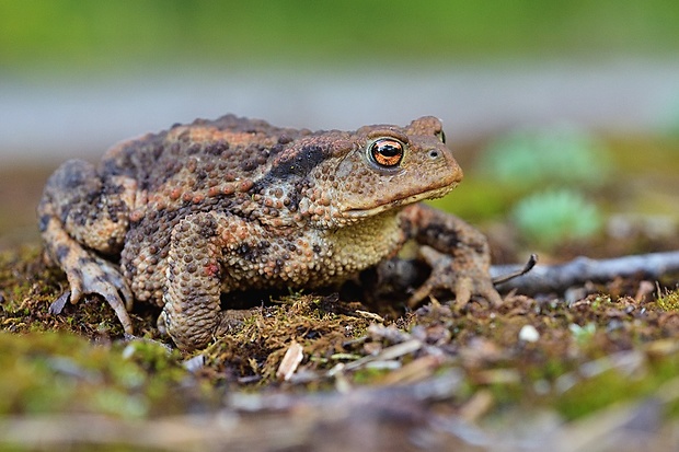 ropucha bradavičnatá Bufo bufo