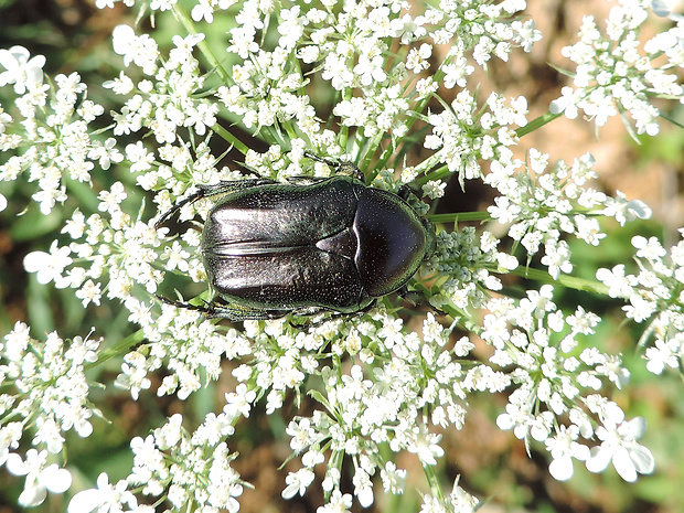 zlatoň obyčajný / zlatohlávek zlatý Cetonia aurata Linnaeus, 1758