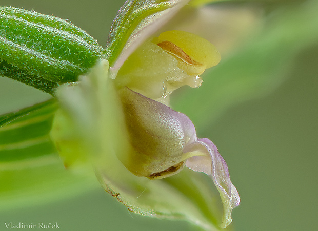 kruštík širokolistý pravý Epipactis helleborine subsp. helleborine (L.) Crantz