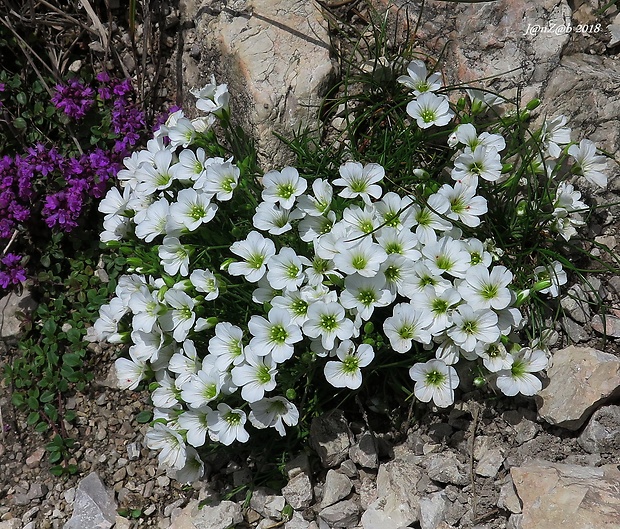 kurička vápencová Minuartia langii (G. Reuss) Holub