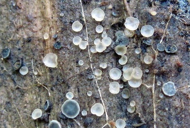 molízia Mollisia sp.