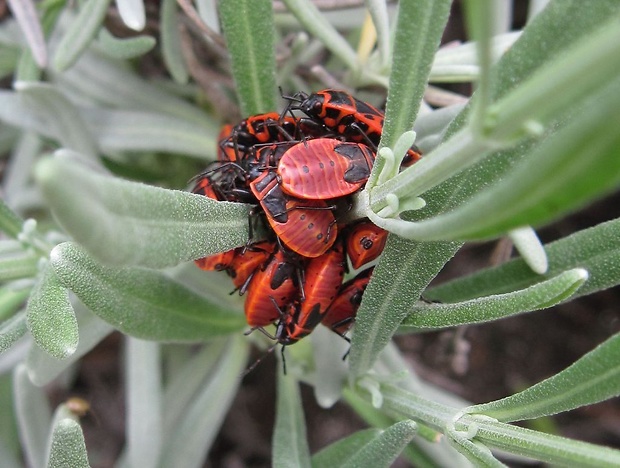 cifruša bezkrídla Pyrrhocoris apterus L., 1758