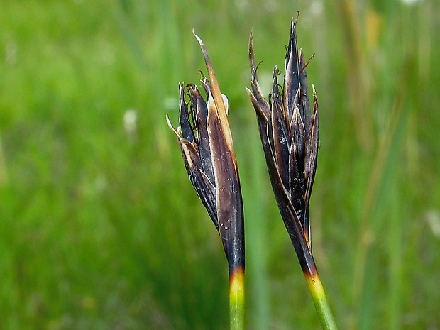 šašina hrdzavá Schoenus ferrugineus L.