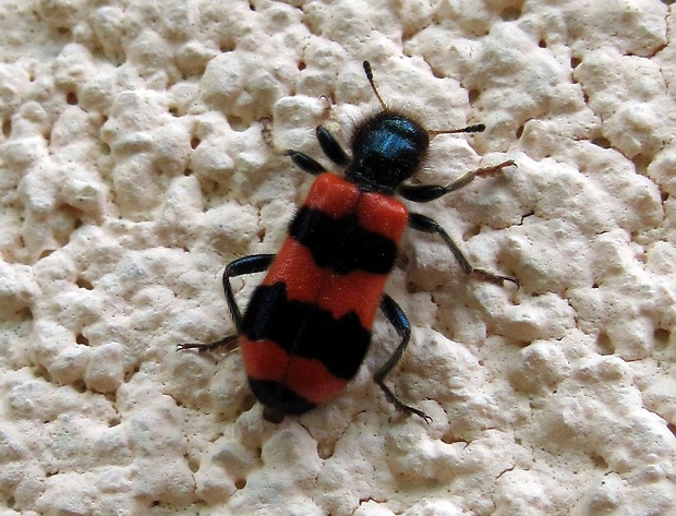pestroš včelí Trichodes apiarius L., 1758