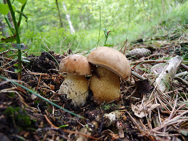 podhríb žlčový Tylopilus felleus (Bull.) P. Karst.