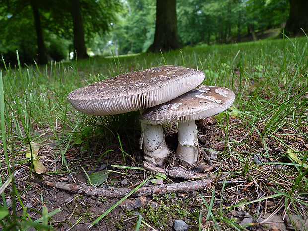 muchotrávka hrubá Amanita excelsa (Fr.) Bertill.