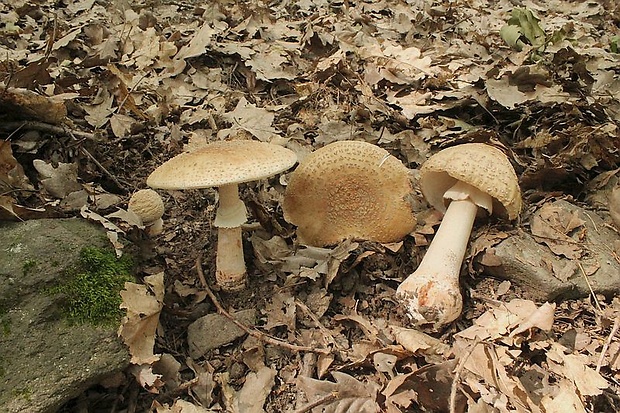 muchotrávka červenkastá Amanita rubescens Pers.