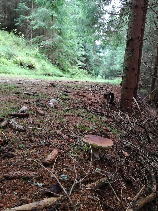 hríb smrekový Boletus edulis Bull.