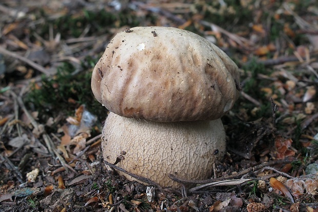 hríb dubový Boletus reticulatus Schaeff.