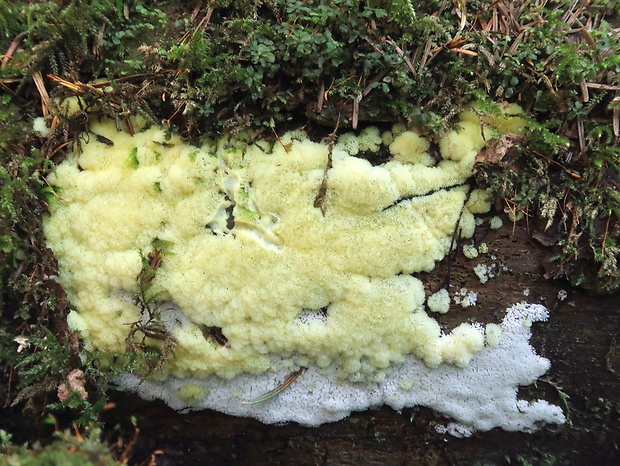 rohačka kríčkovitá v. pórovitá Ceratiomyxa fruticulosa var. porioides