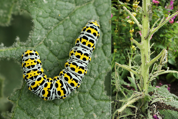 mora divozelová (húsenica) Cucullia verbasci Linnaeus, 1758