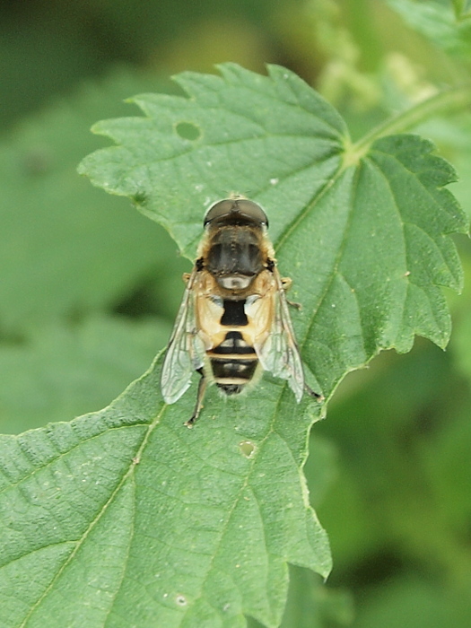 pestrica Eristalis arbustorum