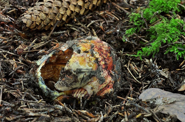 hríb zavalitý Imperator torosus Fr. in Fr. et Hök