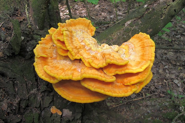 sírovec obyčajný Laetiporus sulphureus (Bull.) Murrill