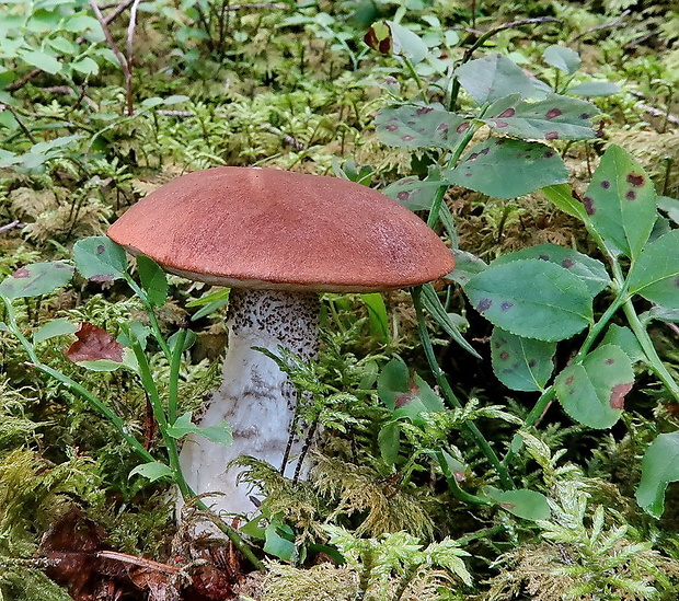 kozák smrekový Leccinum piceinum Pilát & Dermek