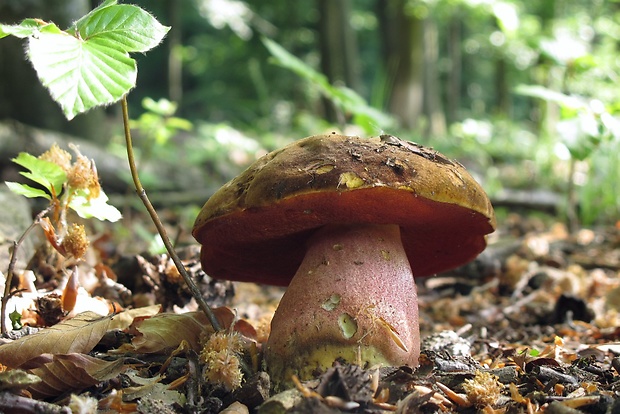 hríb zrnitohlúbikový Sutorius luridiformis (Rostk.) G. Wu & Zhu L. Yang