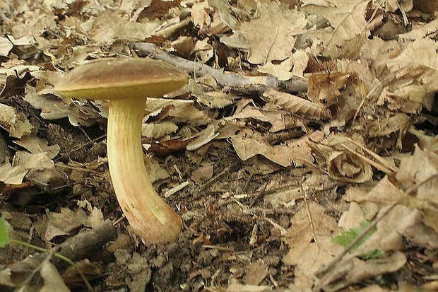 suchohríb plstnatý Xerocomus subtomentosus