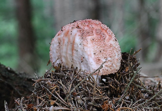 muchotrávka červenkastá Amanita rubescens Pers.