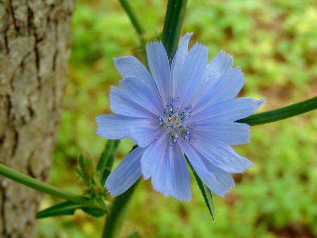 čakanka obyčajná Cichorium intybus L.