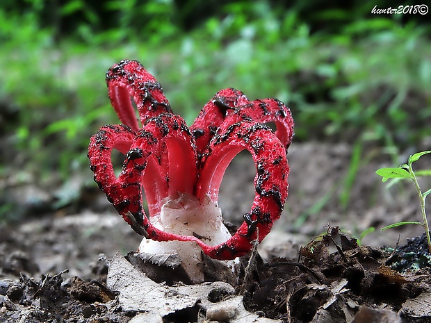 mrežovka kvetovitá Clathrus archeri (Berk.) Dring