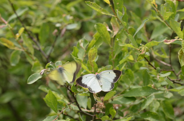 žltáčik čučoriedkový Colias palaeno