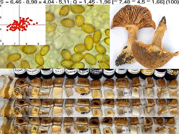 pavučinovec apeninský Cortinarius appennini Consiglio, D. Antonini & M. Antonini