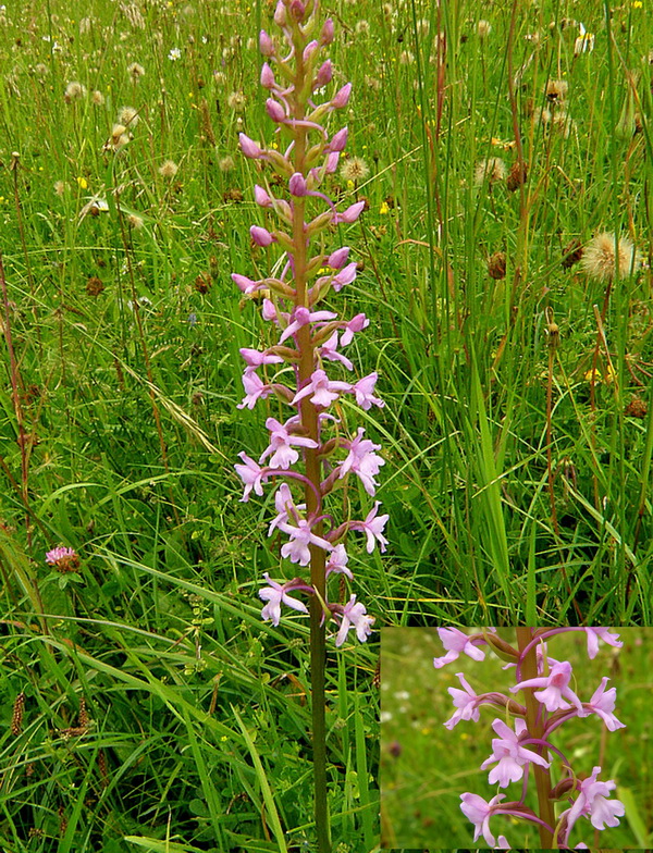 päťprstnica obyčajná Gymnadenia conopsea (L.) R. Br.