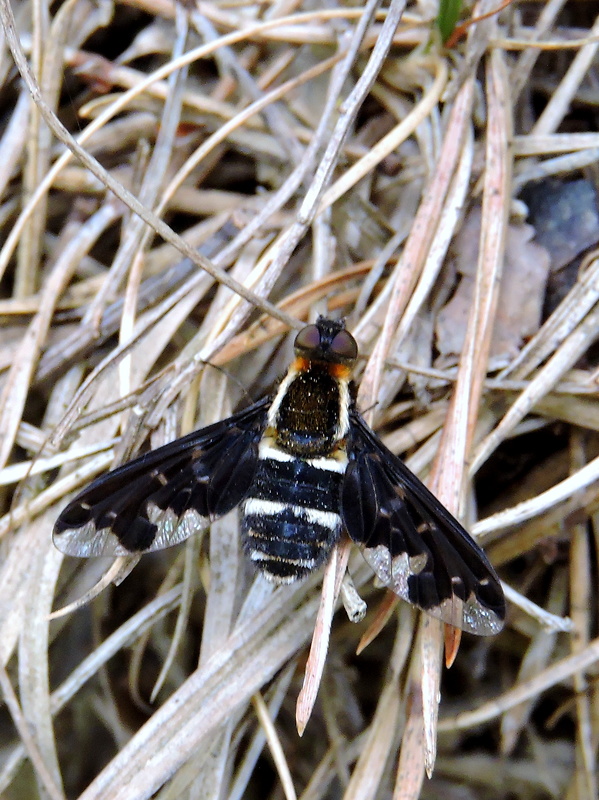 chlpačka Hemipenthes maura