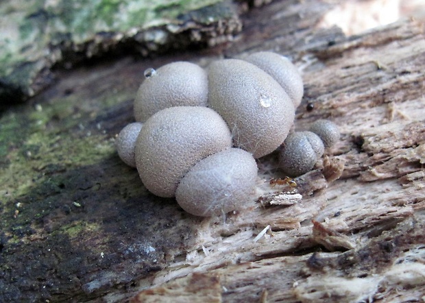 vlčinka Lycogala sp.