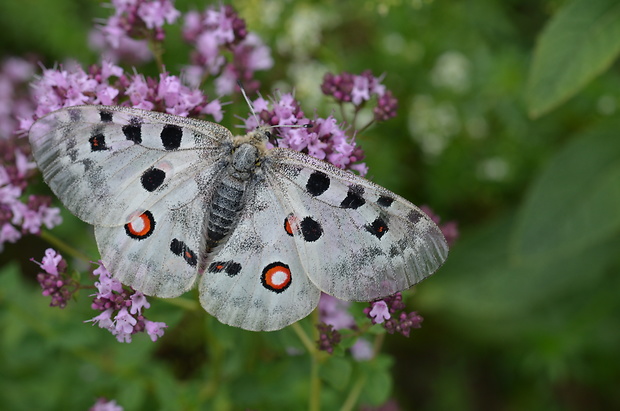 jasoň červenooký Parnassius apollo