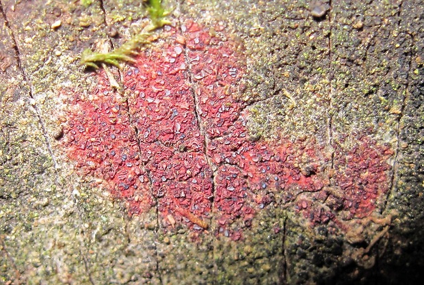 patinellaria Patinellaria sanguinea (Pers.) P. Karst.