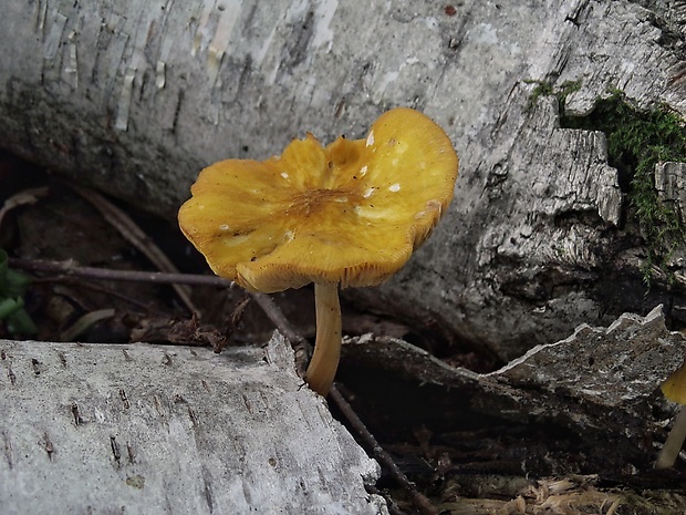 štítovka žltá Pluteus leoninus (Schaeff.) P. Kumm.