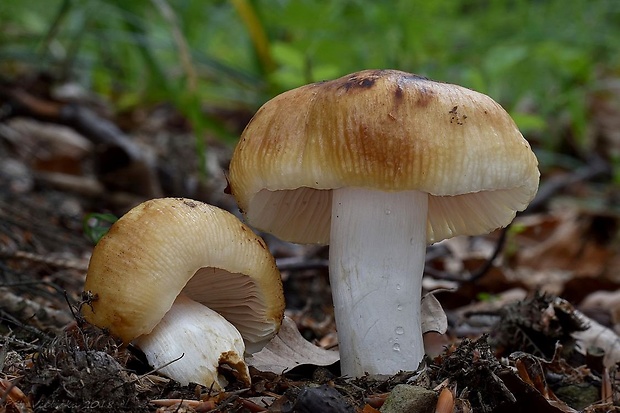 plávka horkomandľová Russula grata Britzelm.