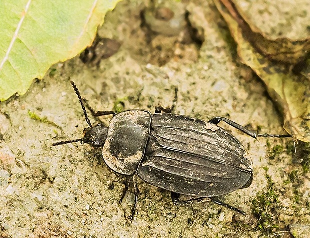 zdochlinár Silpha carinata