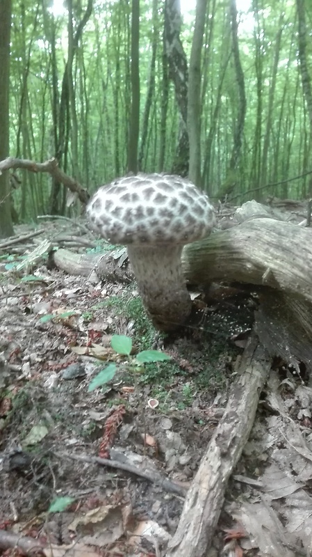 šiškovec šupinatý Strobilomyces strobilaceus (Scop.) Berk.