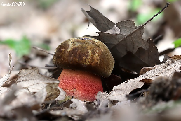 hríb zrnitohlúbikový Sutorius luridiformis (Rostk.) G. Wu & Zhu L. Yang