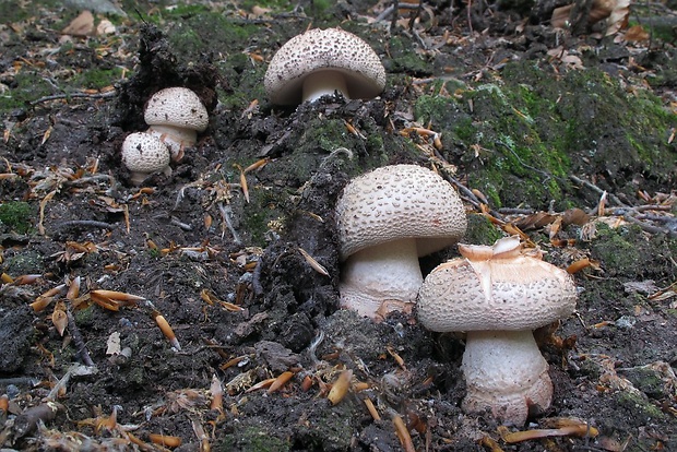 muchotrávka červenkastá Amanita rubescens Pers.