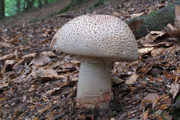 muchotrávka červenkastá Amanita rubescens Pers.