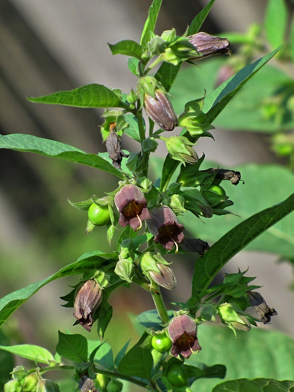 ľuľkovec zlomocný Atropa bella-donna L.