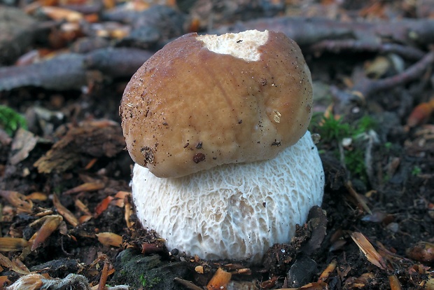 hríb smrekový Boletus edulis Bull.