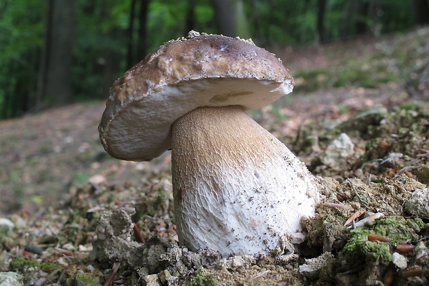 hríb smrekový Boletus edulis Bull.