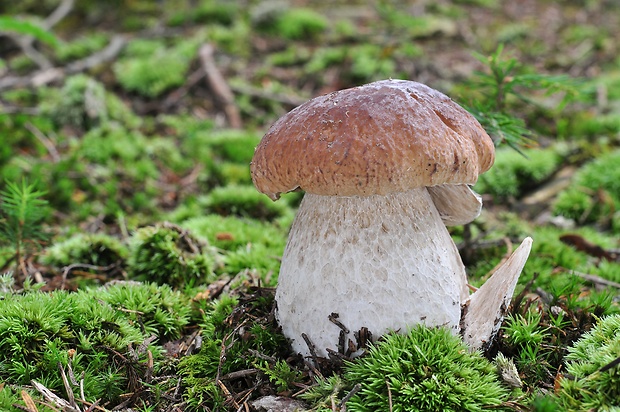 hríb smrekový Boletus edulis Bull.