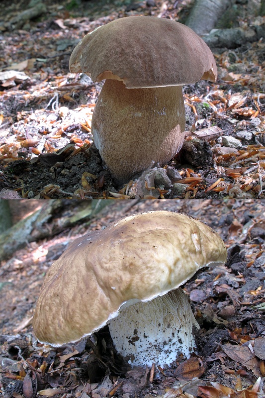 hríb dubový vs hríb smrekový Boletus reticulatus vs Boletus edulis Schaeff.