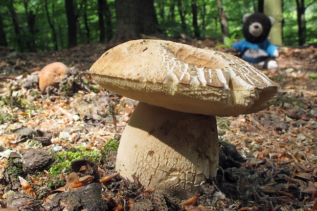 hríb dubový Boletus reticulatus Schaeff.