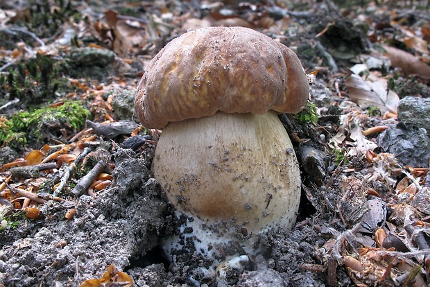 hríb dubový Boletus reticulatus Schaeff.