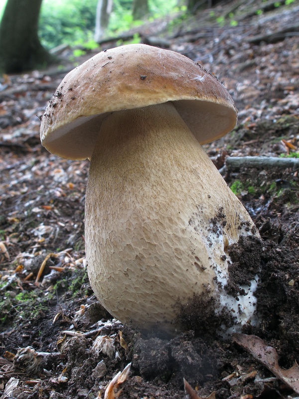 hríb dubový Boletus reticulatus Schaeff.