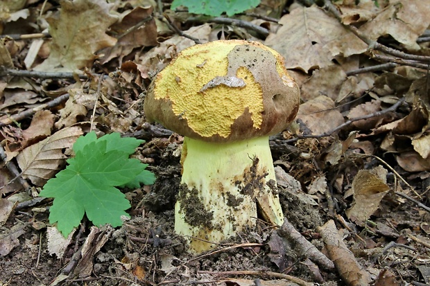 hríb príveskatý Butyriboletus appendiculatus (Schaeff. ex Fr.) Secr.