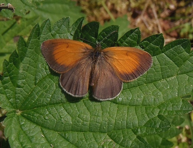 očkáň medničkový   /   okáč strdivkový Coenonympha arcania  Linnaeus, 1761